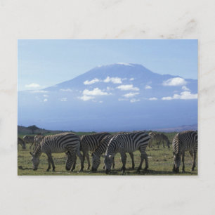 Afrika, Kenia, Amboseli-Nationalpark, Herde von Postkarte