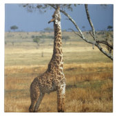 Afrika, Kenia, Amboseli NP Ein Gemein oder Masai, Fliese (Vorderseite)