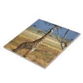 Afrika, Kenia, Amboseli NP Ein Gemein oder Masai, Fliese (Seite)