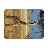 Afrika, Kenia, Amboseli NP Ein Gemein oder Masai, Magnet (Horizontal)