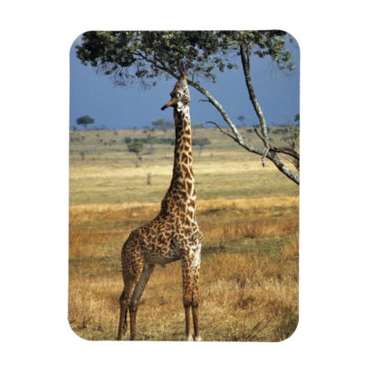 Afrika, Kenia, Amboseli NP Ein Gemein oder Masai, Magnet (Vertikal)