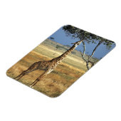 Afrika, Kenia, Amboseli NP Ein Gemein oder Masai, Magnet (Linke Seite)