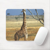 Afrika, Kenia, Amboseli NP Ein Gemein oder Masai, Mousepad (Mit Mouse)