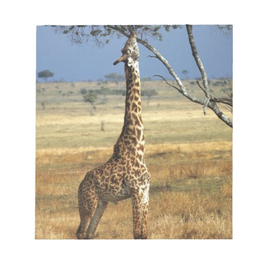 Afrika, Kenia, Amboseli NP Ein Gemein oder Masai, Notizblock (Vorderseite)