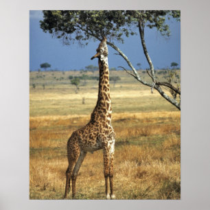 Afrika, Kenia, Amboseli NP Ein Gemein oder Masai, Poster