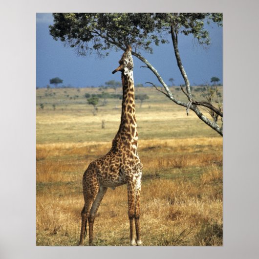 Afrika, Kenia, Amboseli NP Ein Gemein oder Masai, Poster (Vorne)