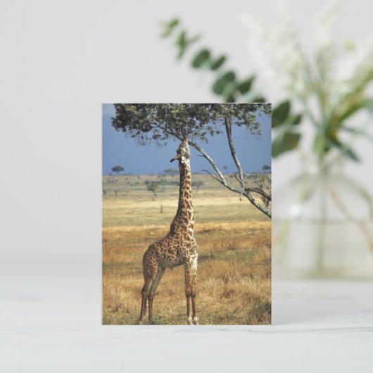 Afrika, Kenia, Amboseli NP Ein Gemein oder Masai, Postkarte (Stehend Vorderseite)