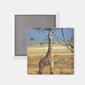 Afrika, Kenia, Amboseli NP. Ein gewöhnlicher oder Magnet (Vorderseite/Rückseite)
