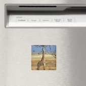 Afrika, Kenia, Amboseli NP. Ein gewöhnlicher oder Magnet (In Situ (Geschirrspüler))