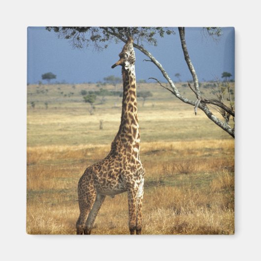 Afrika, Kenia, Amboseli NP. Ein gewöhnlicher oder Magnet (Vorne)
