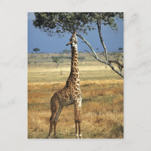 Afrika, Kenia, Amboseli NP. Ein gewöhnlicher oder Postkarte