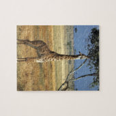 Afrika, Kenia, Amboseli NP. Ein gewöhnlicher oder  Puzzle (Horizontal)