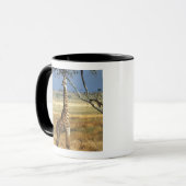 Afrika, Kenia, Amboseli NP. Ein gewöhnlicher oder Tasse (Vorderseite Links)