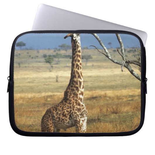 Afrika, Kenia, Amboseli-NP. Eine gemeine oder Mass Laptopschutzhülle (Vorderseite)