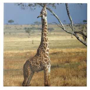 Afrika, Kenia, Amboseli NP. Eine gewöhnliche oder  Fliese