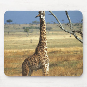 Afrika, Kenia, Amboseli NP. Eine gewöhnliche oder Mousepad