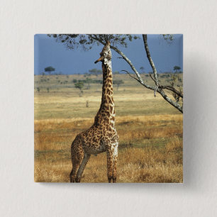 Afrika, Kenia, Amboseli NP. Eine Giraffe, gewöhnli Button
