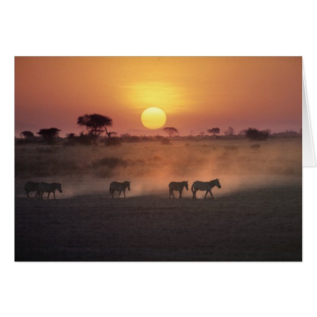 Afrika, Kenia, Amboseli NP Zebra zu Fuß (Vorderseite (Horizontal))