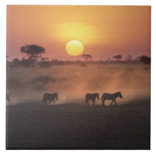 Afrika, Kenia, Amboseli NP. Zebras gehen zum  Fliese