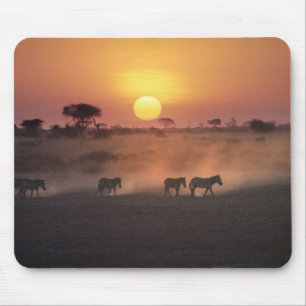 Afrika, Kenia, Amboseli NP. Zebras gehen zum Mousepad
