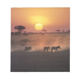 Afrika, Kenia, Amboseli NP. Zebras gehen zum Notizblock