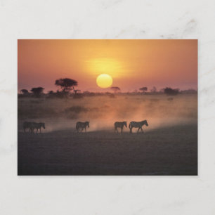 Afrika, Kenia, Amboseli NP. Zebras gehen zum Postkarte