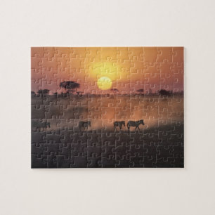 Afrika, Kenia, Amboseli NP. Zebras gehen zum  Puzzle