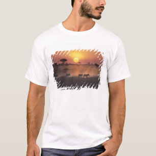 Afrika, Kenia, Amboseli NP. Zebras gehen zum T-Shirt