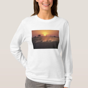 Afrika, Kenia, Amboseli NP. Zebras gehen zum T-Shirt