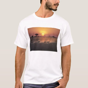 Afrika, Kenia, Amboseli NP. Zebras gehen zum T-Shirt