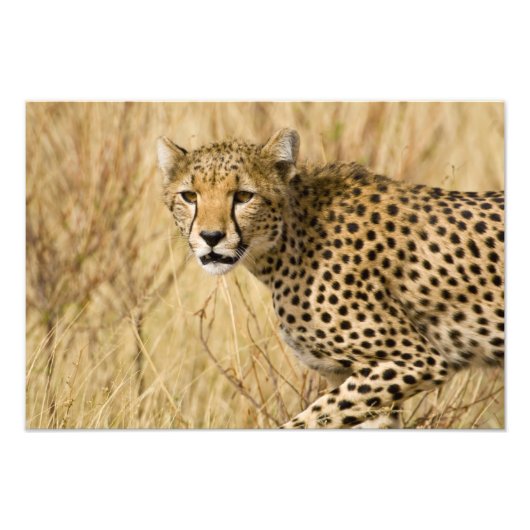 Afrika. Kenia. Cheetah bei Samburu NP. Fotodruck (Vorne)