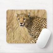 Afrika. Kenia. Cheetah bei Samburu NP. Mousepad (Mit Mouse)