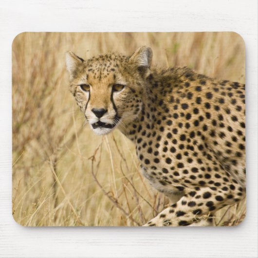 Afrika. Kenia. Cheetah bei Samburu NP. Mousepad (Vorne)