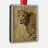 Afrika. Kenia. Cheetah bei Samburu NP. Ornament Aus Metall (Rechts)
