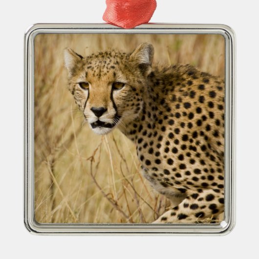 Afrika. Kenia. Cheetah bei Samburu NP. Ornament Aus Metall (Vorne)