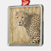 Afrika. Kenia. Cheetah bei Samburu NP. Ornament Aus Metall (Links)