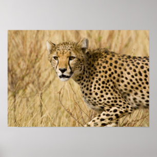 Afrika. Kenia. Cheetah bei Samburu NP. Poster