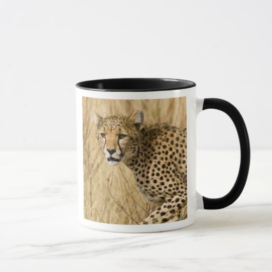 Afrika. Kenia. Cheetah bei Samburu NP. Tasse (Rechts)