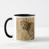 Afrika. Kenia. Cheetah bei Samburu NP. Tasse (Links)