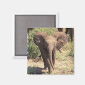 Afrika, Kenia, der Amboseli-Nationalpark. Afrika 2 Magnet (Vorderseite/Rückseite)