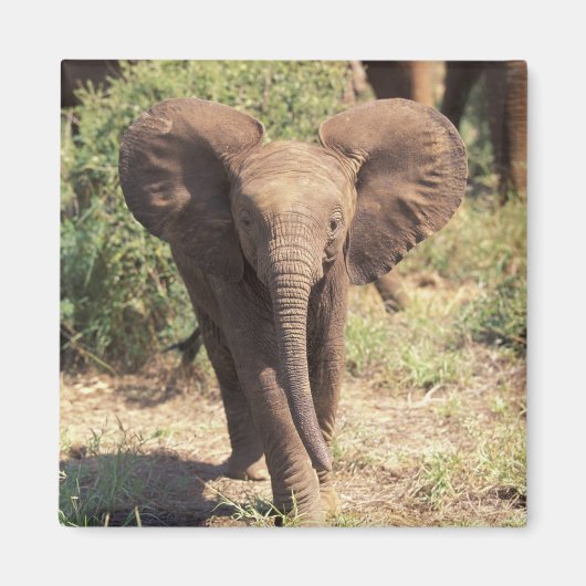 Afrika, Kenia, der Amboseli-Nationalpark. Afrika 2 Magnet (Vorne)