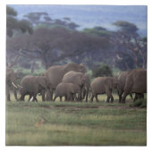 Afrika, Kenia, der Amboseli-Nationalpark. Afrika 3 Fliese (Vorderseite)