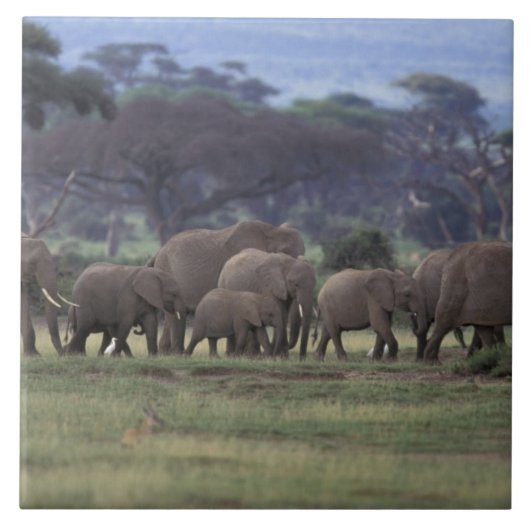 Afrika, Kenia, der Amboseli-Nationalpark. Afrika 3 Fliese (Vorderseite)