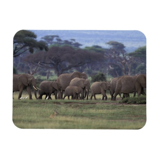 Afrika, Kenia, der Amboseli-Nationalpark. Afrika 3 Magnet (Horizontal)