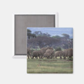 Afrika, Kenia, der Amboseli-Nationalpark. Afrika 3 Magnet (Vorderseite/Rückseite)