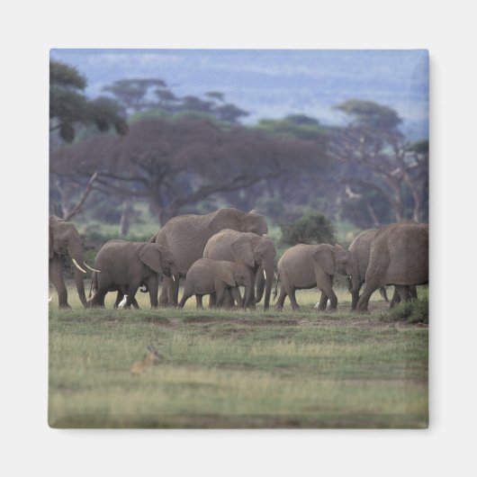 Afrika, Kenia, der Amboseli-Nationalpark. Afrika 3 Magnet (Vorne)