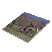 Afrika, Kenia, der Amboseli-Nationalpark. Afrikani Fliese (Seite)