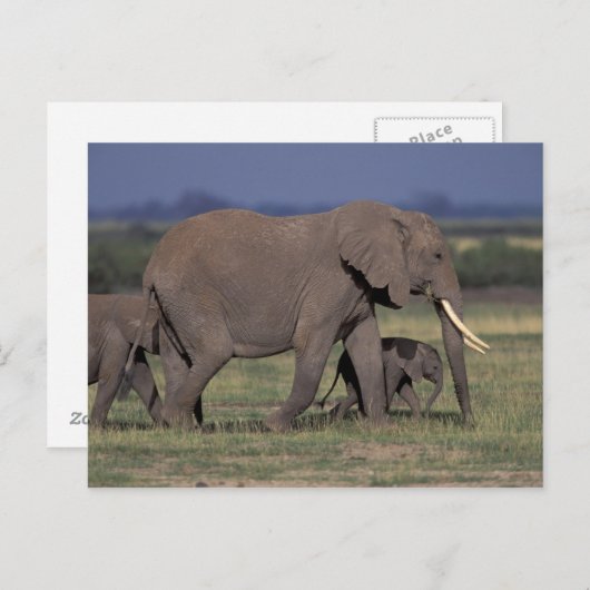 Afrika, Kenia, der Amboseli-Nationalpark. Afrikani Postkarte (Vorne/Hinten)