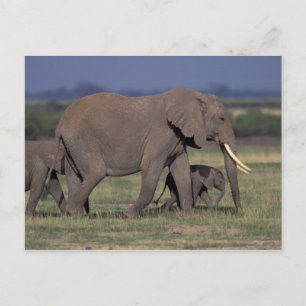 Afrika, Kenia, der Amboseli-Nationalpark. Afrikani Postkarte