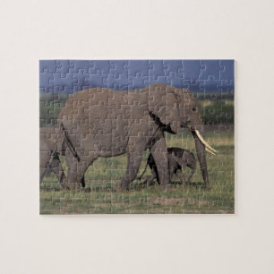 Afrika, Kenia, der Amboseli-Nationalpark. Afrikani Puzzle